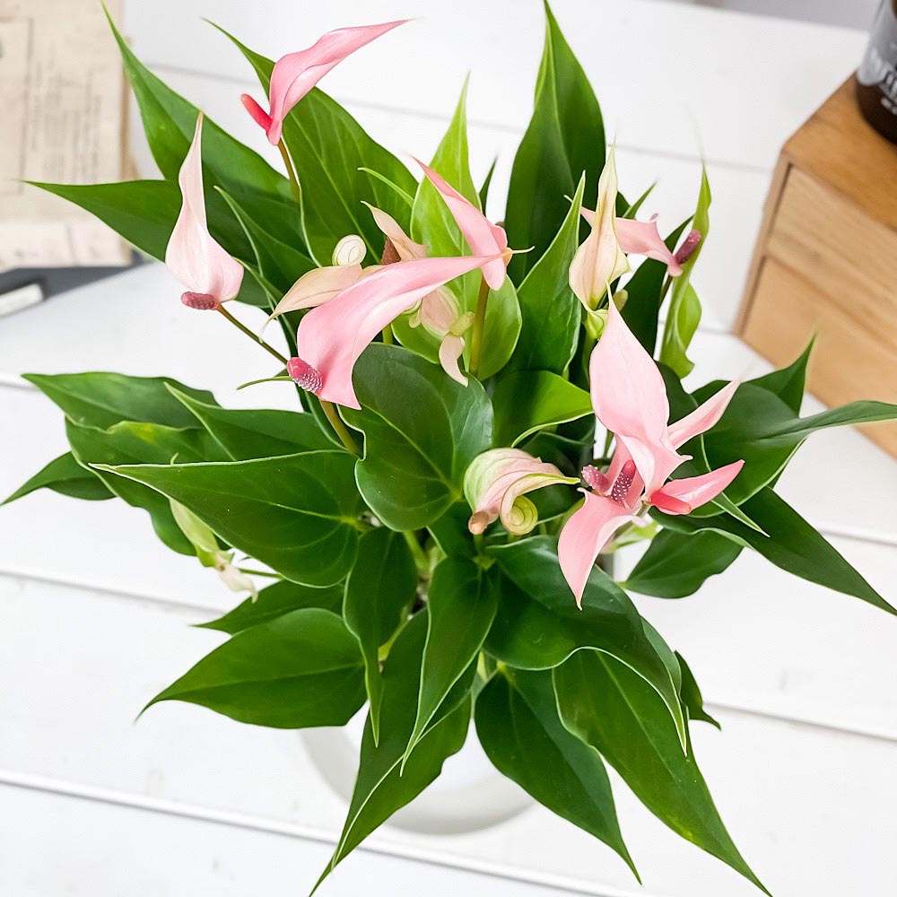 PLANCHU 観葉植物 アンスリウム リリー 4.5号鉢 受け皿付き 育て方説明書付き Anthurium andraeanum ‘Anthurini Lilli’ アンスリューム アロイド 鉢花 ピンク系