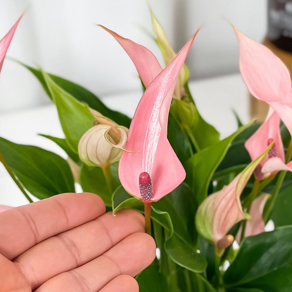 PLANCHU 観葉植物 アンスリウム リリー 4.5号鉢 受け皿付き 育て方説明書付き Anthurium andraeanum ‘Anthurini Lilli’ アンスリューム アロイド 鉢花 ピンク系