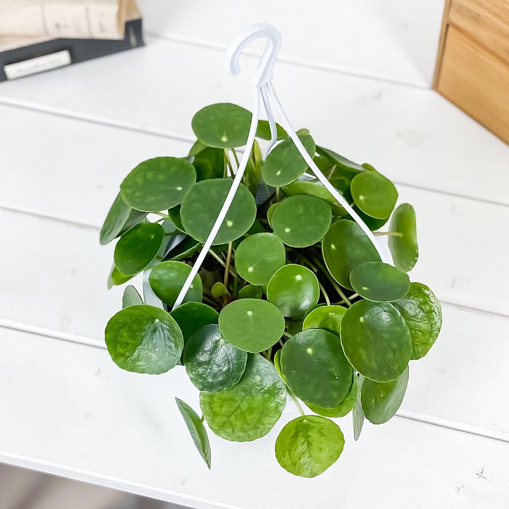 PLANCHU 観葉植物 ピレア ペペロミオイデス 5号吊り鉢 育て方説明書付き Pilea peperomioides パンケーキプランツ