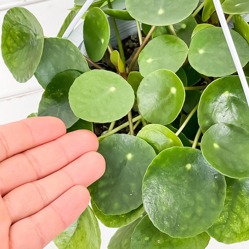 PLANCHU 観葉植物 ピレア ペペロミオイデス 5号吊り鉢 育て方説明書付き Pilea peperomioides パンケーキプランツ