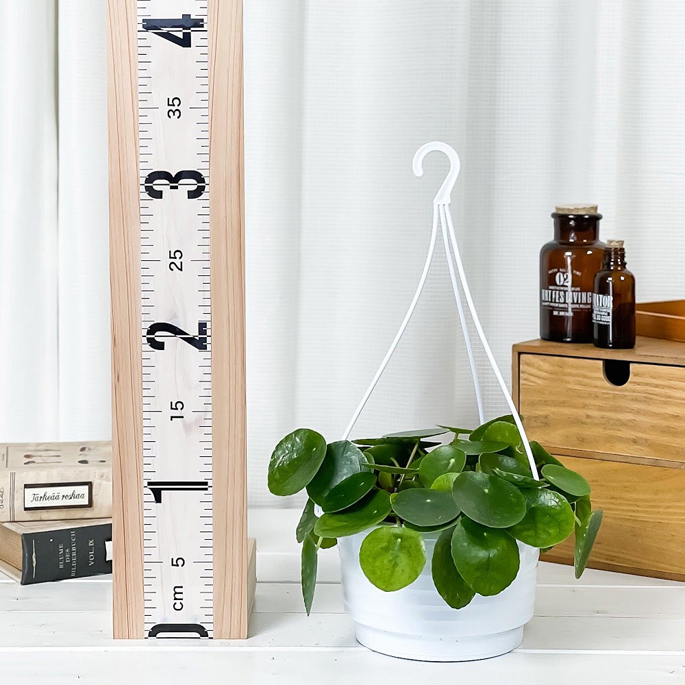 PLANCHU 観葉植物 ピレア ペペロミオイデス 5号吊り鉢 育て方説明書付き Pilea peperomioides パンケーキプランツ