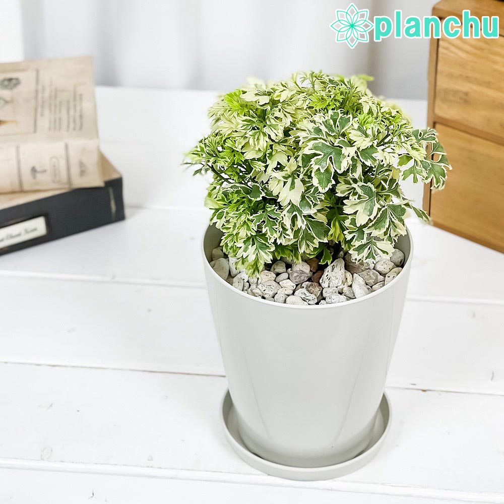 PLANCHU 観葉植物 ポリシャス スノープリンセス 4号鉢 受け皿付き 育て