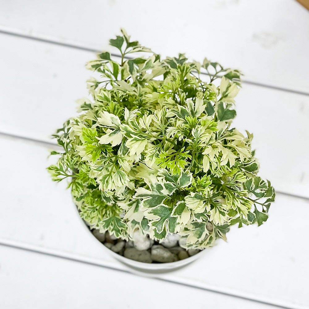 PLANCHU 観葉植物 ポリシャス スノープリンセス 4号鉢 受け皿付き 育て方説明書付き Polyscias ‘Snow Princess’