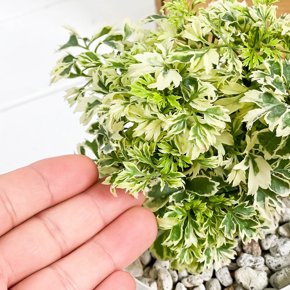 PLANCHU 観葉植物 ポリシャス スノープリンセス 4号鉢 受け皿付き 育て方説明書付き Polyscias ‘Snow Princess’