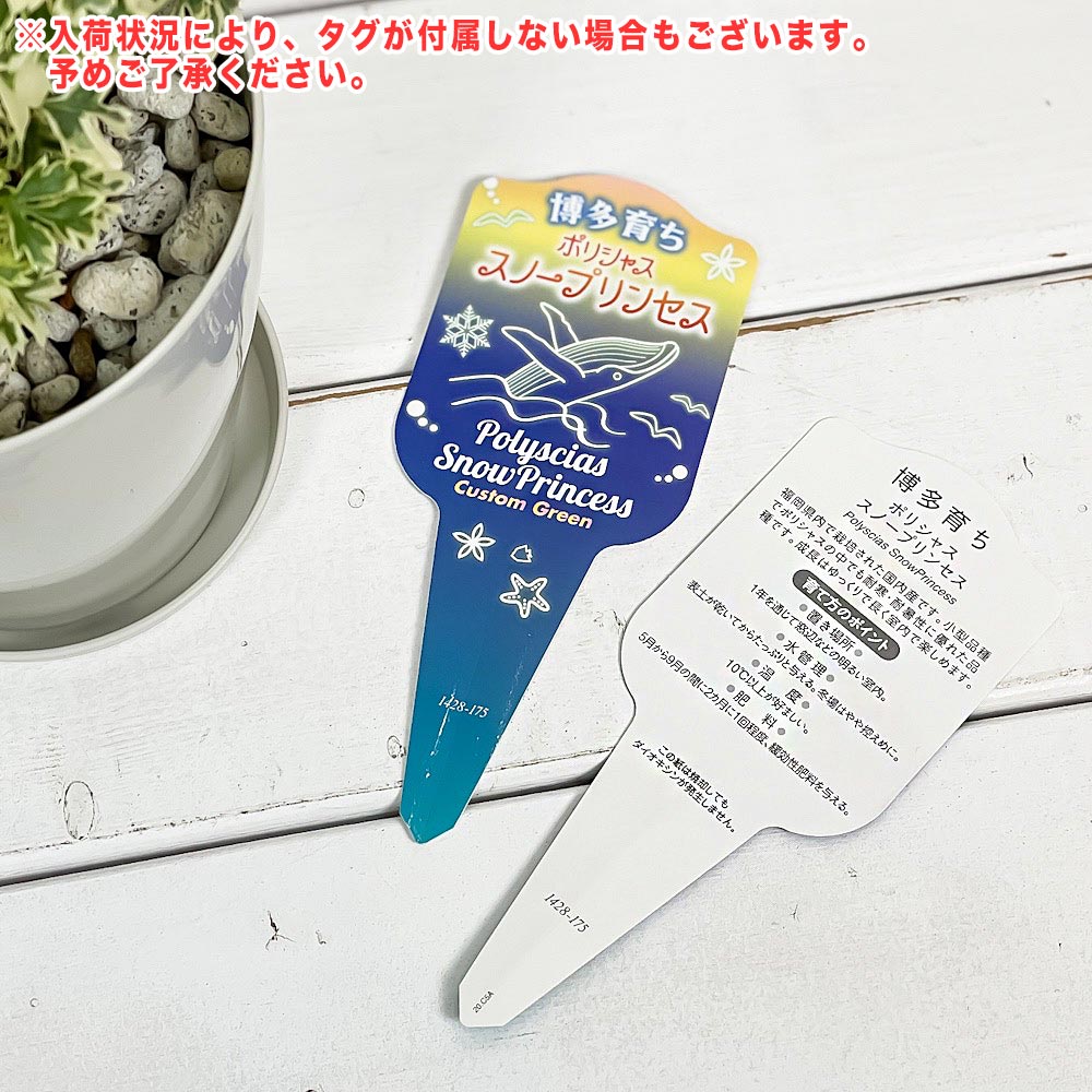 PLANCHU 観葉植物 ポリシャス スノープリンセス 4号鉢 受け皿付き 育て方説明書付き Polyscias ‘Snow Princess’