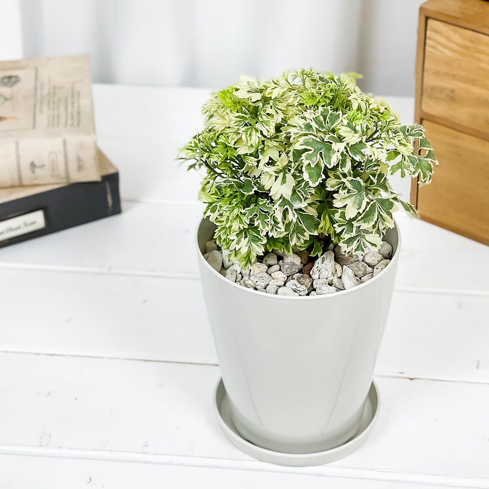 PLANCHU 観葉植物 ポリシャス スノープリンセス 4号鉢 受け皿付き 育て方説明書付き Polyscias ‘Snow Princess’