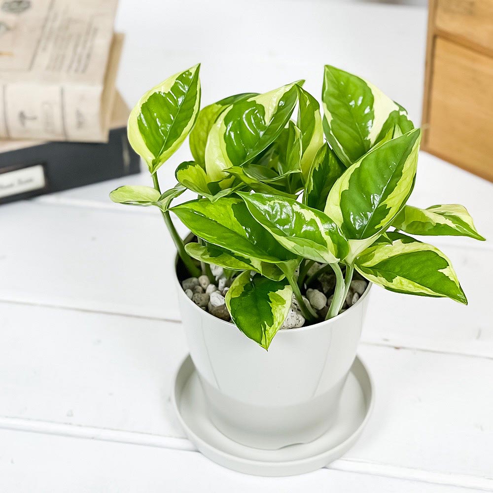 PLANCHU 観葉植物 ポトス エメラルド 3.5号鉢 受け皿付き 育て方説明書付き PVP Epipremnum aureum ‘N'Joy Lime’ エピプレムナム アロイド