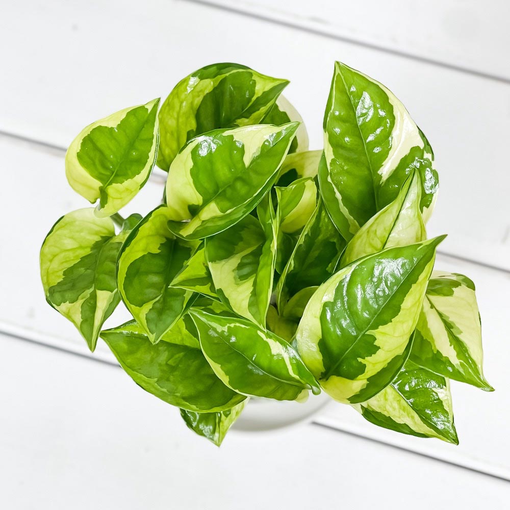 PLANCHU 観葉植物 ポトス エメラルド 3.5号鉢 受け皿付き 育て方説明書付き PVP Epipremnum aureum ‘N'Joy Lime’ エピプレムナム アロイド