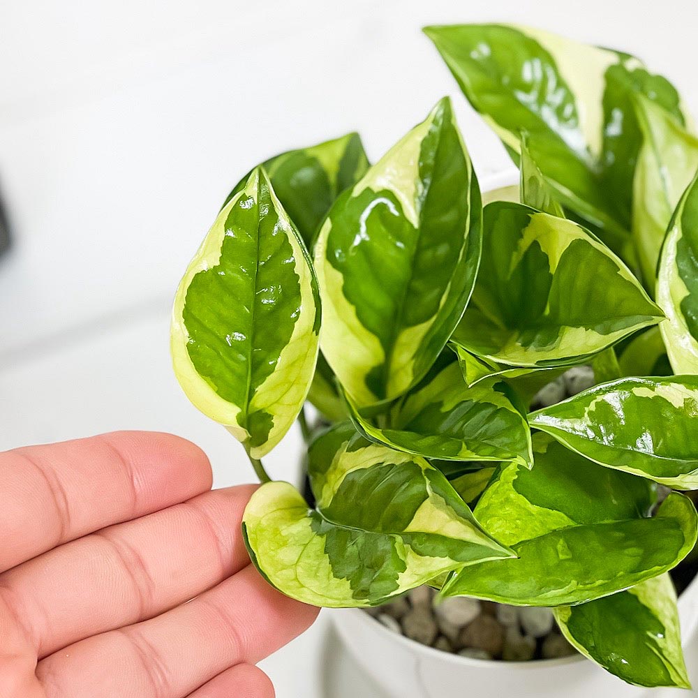 PLANCHU 観葉植物 ポトス エメラルド 3.5号鉢 受け皿付き 育て方説明書付き PVP Epipremnum aureum ‘N'Joy Lime’ エピプレムナム アロイド