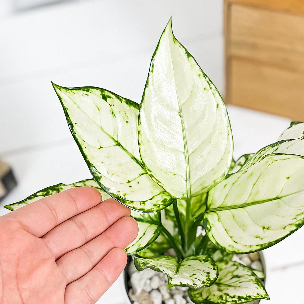 PLANCHU 観葉植物 アグラオネマ ホワイトバレンタイン 4号鉢 受け皿付き 育て方説明書付き Aglaonema ‘White Valentine’ 幸せを招くタイの宝石 アロイド