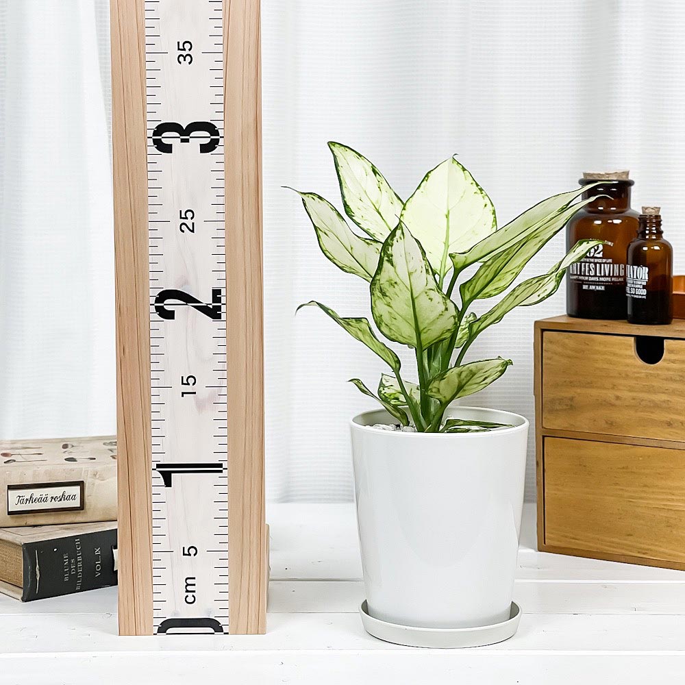 PLANCHU 観葉植物 アグラオネマ ホワイトバレンタイン 4号鉢 受け皿付き 育て方説明書付き Aglaonema ‘White Valentine’ 幸せを招くタイの宝石 アロイド