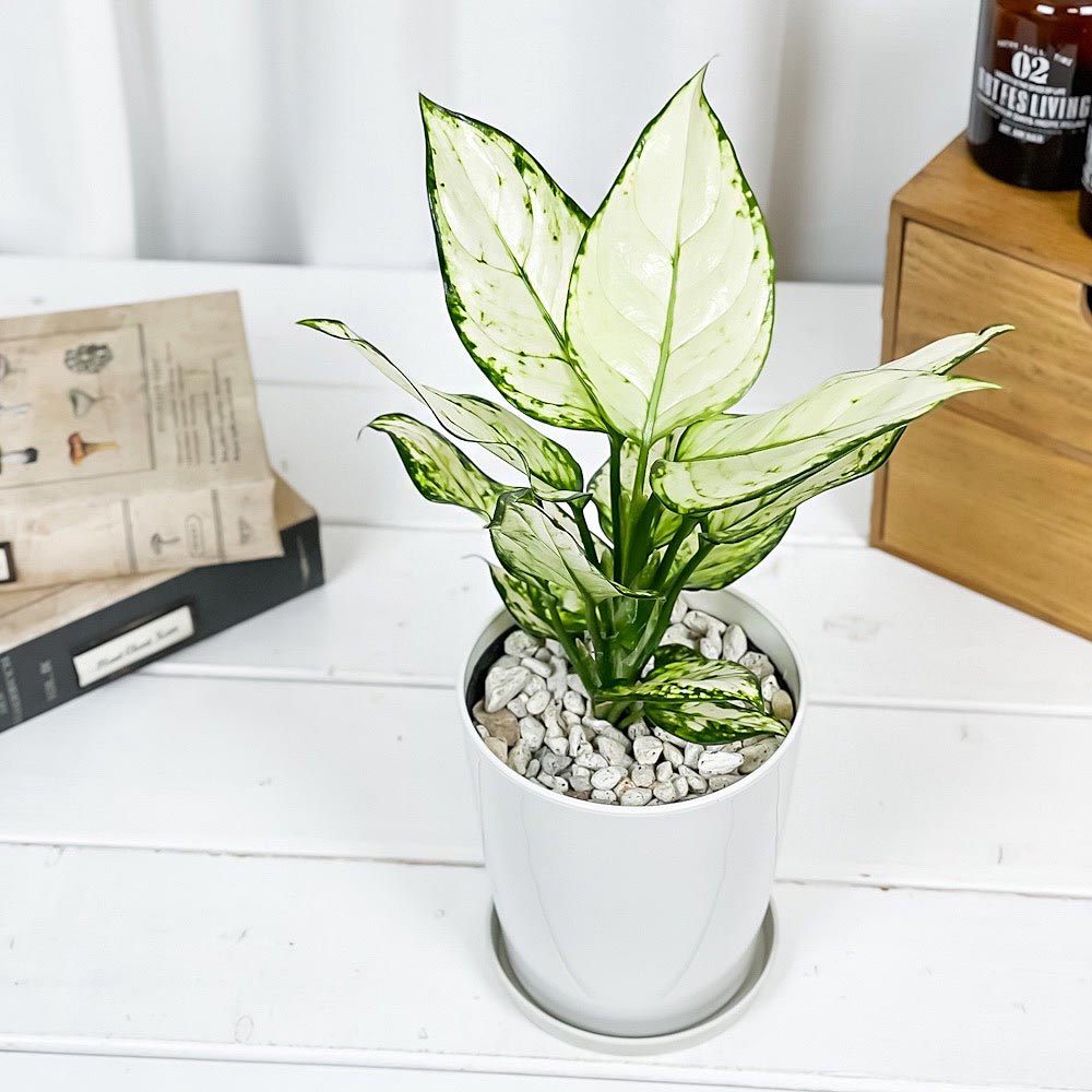PLANCHU 観葉植物 アグラオネマ ホワイトバレンタイン 4号鉢 受け皿付き 育て方説明書付き Aglaonema ‘White Valentine’ 幸せを招くタイの宝石 アロイド