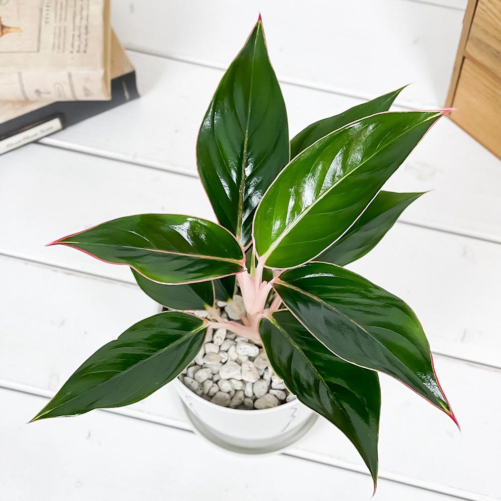 PLANCHU 観葉植物 アグラオネマ サファイア 4号鉢 受け皿付き 育て方説明書付き Aglaonema ‘Sapphire’ 幸せを招くタイの宝石 アロイド