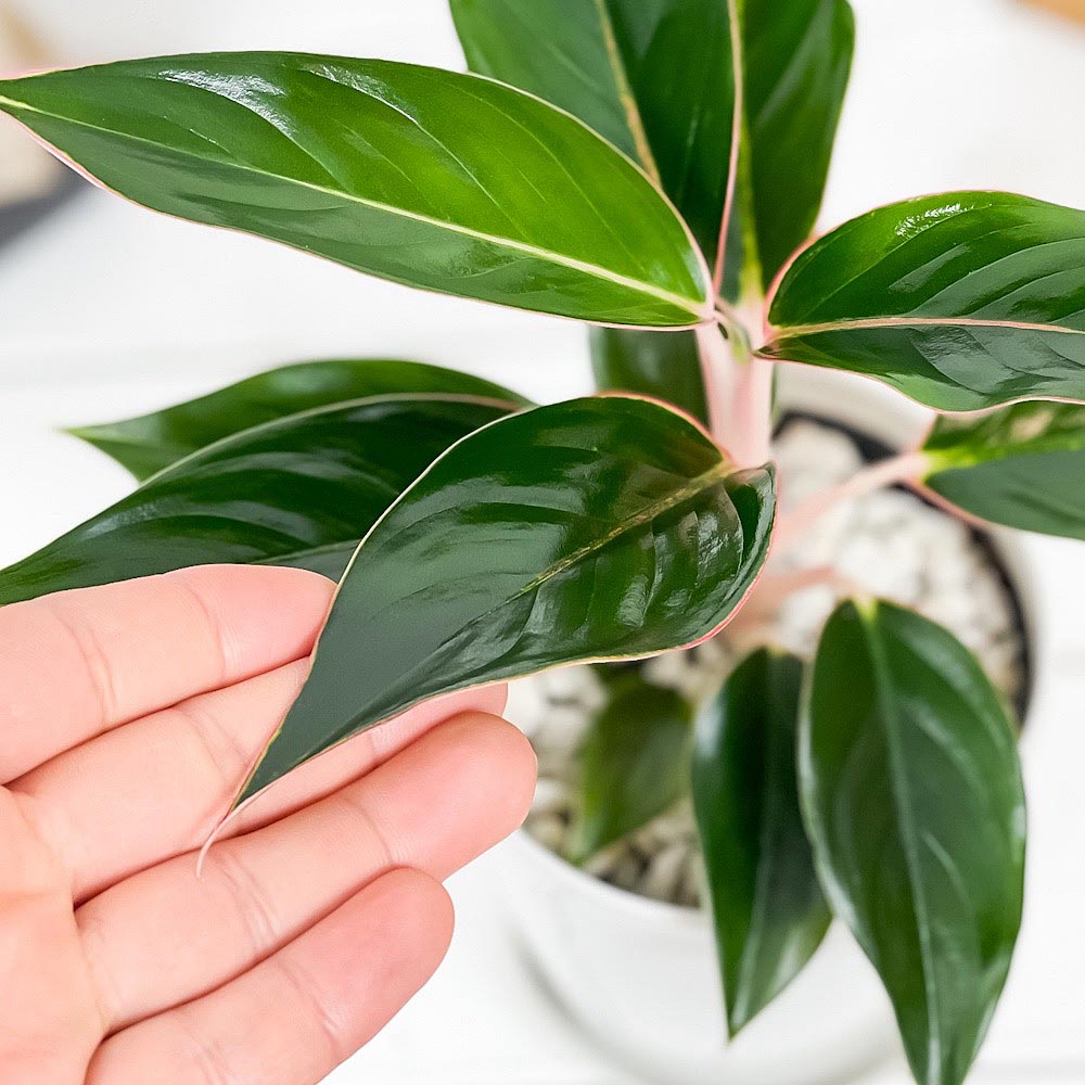 PLANCHU 観葉植物 アグラオネマ サファイア 4号鉢 受け皿付き 育て方説明書付き Aglaonema ‘Sapphire’ 幸せを招くタイの宝石 アロイド