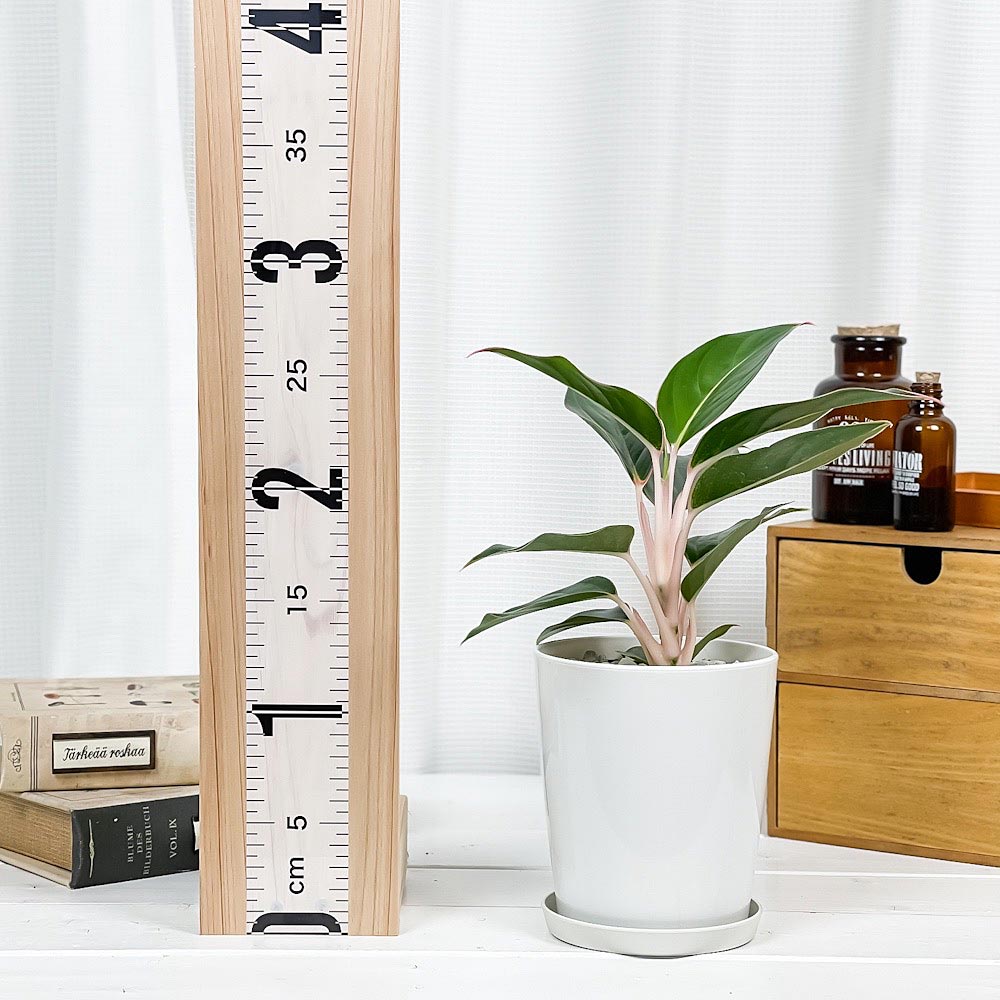 PLANCHU 観葉植物 アグラオネマ サファイア 4号鉢 受け皿付き 育て方説明書付き Aglaonema ‘Sapphire’ 幸せを招くタイの宝石 アロイド