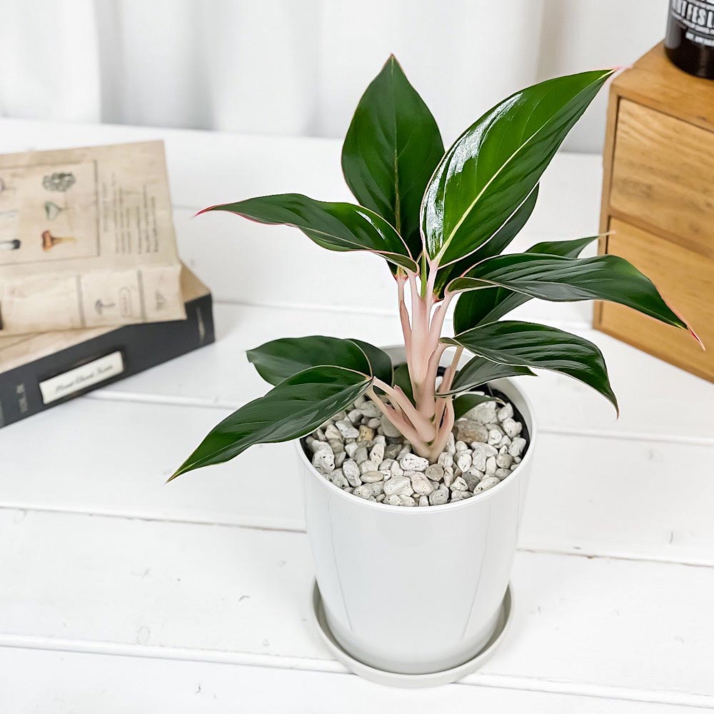 PLANCHU 観葉植物 アグラオネマ サファイア 4号鉢 受け皿付き 育て方説明書付き Aglaonema ‘Sapphire’ 幸せを招くタイの宝石 アロイド