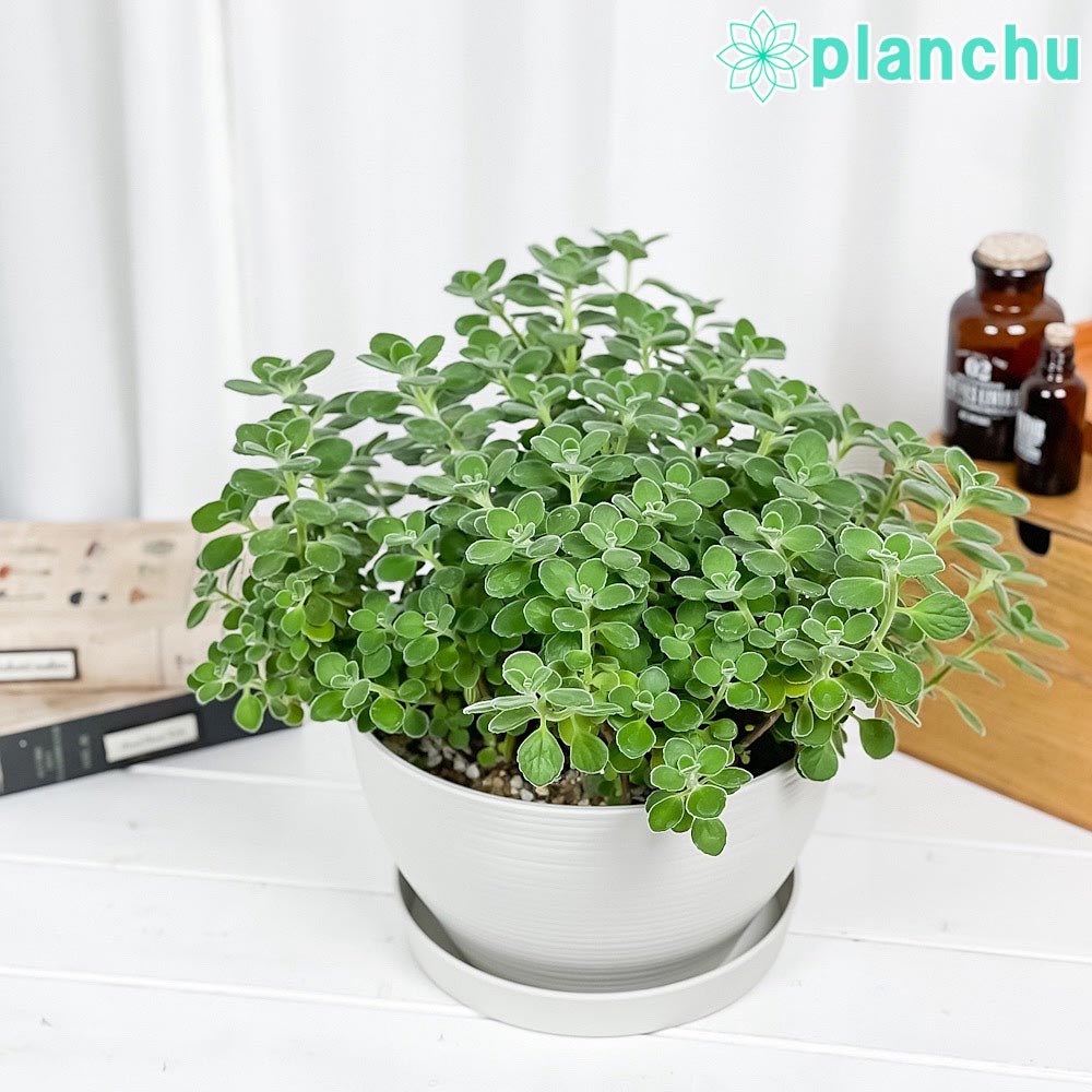 PLANCHU 観葉植物 アロマティカス 8号平鉢 受け皿付き 育て方説明書