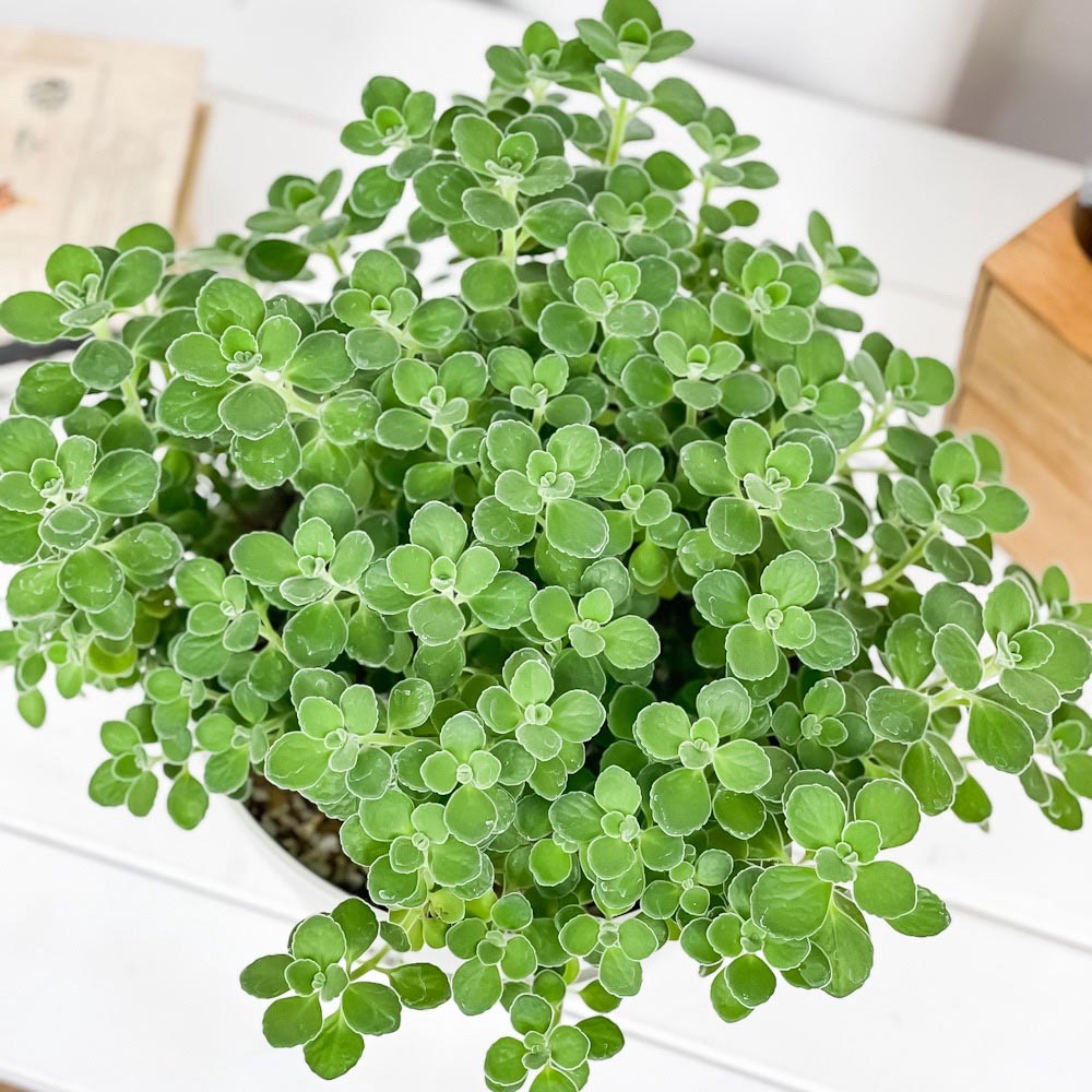 PLANCHU 観葉植物 アロマティカス 8号平鉢 受け皿付き 育て方説明書付き Plectranthus hadiensis プレクトランサス ハーブ苗 虫除け植物