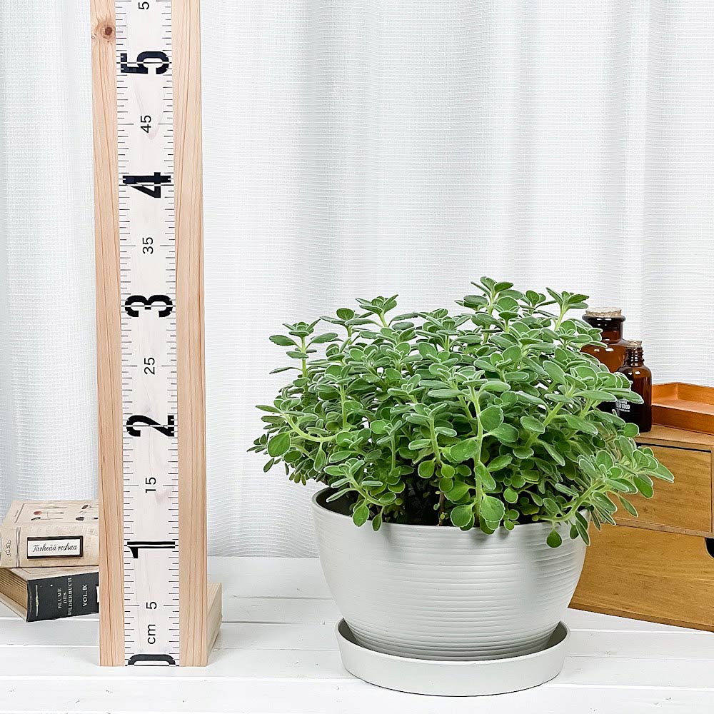 PLANCHU 観葉植物 アロマティカス 8号平鉢 受け皿付き 育て方説明書付き Plectranthus hadiensis プレクトランサス ハーブ苗 虫除け植物