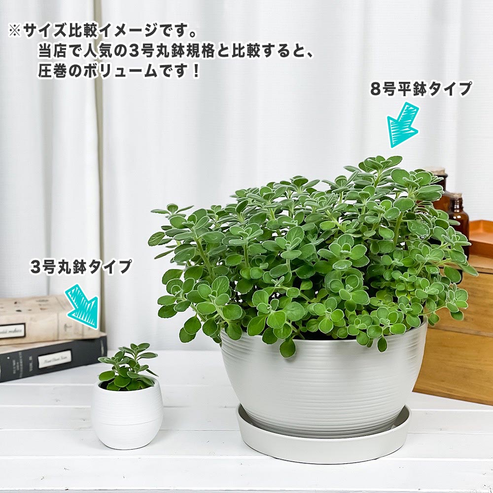 PLANCHU 観葉植物 アロマティカス 8号平鉢 受け皿付き 育て方説明書付き Plectranthus hadiensis プレクトランサス ハーブ苗 虫除け植物