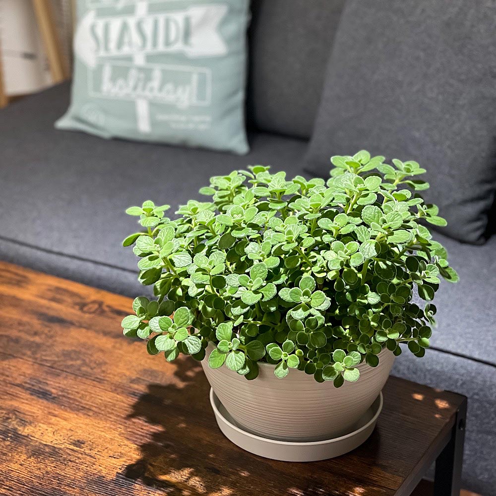 PLANCHU 観葉植物 アロマティカス 8号平鉢 受け皿付き 育て方説明書付き Plectranthus hadiensis プレクトランサス ハーブ苗 虫除け植物