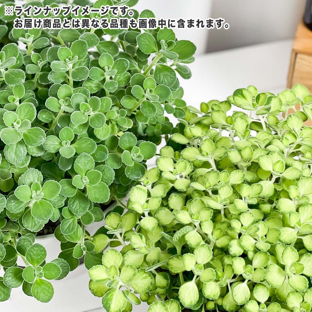 PLANCHU 観葉植物 アロマティカス 8号平鉢 受け皿付き 育て方説明書付き Plectranthus hadiensis プレクトランサス ハーブ苗 虫除け植物