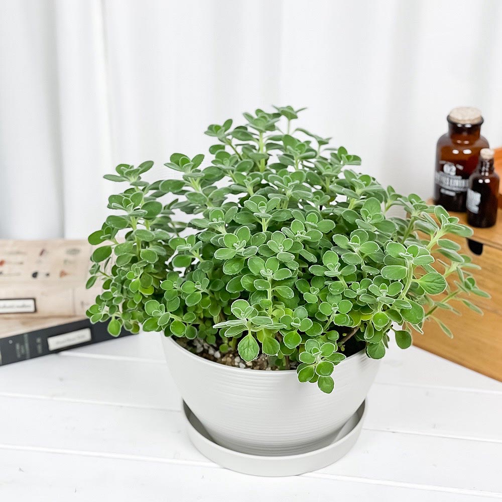 PLANCHU 観葉植物 アロマティカス 8号平鉢 受け皿付き 育て方説明書付き Plectranthus hadiensis プレクトランサス ハーブ苗 虫除け植物