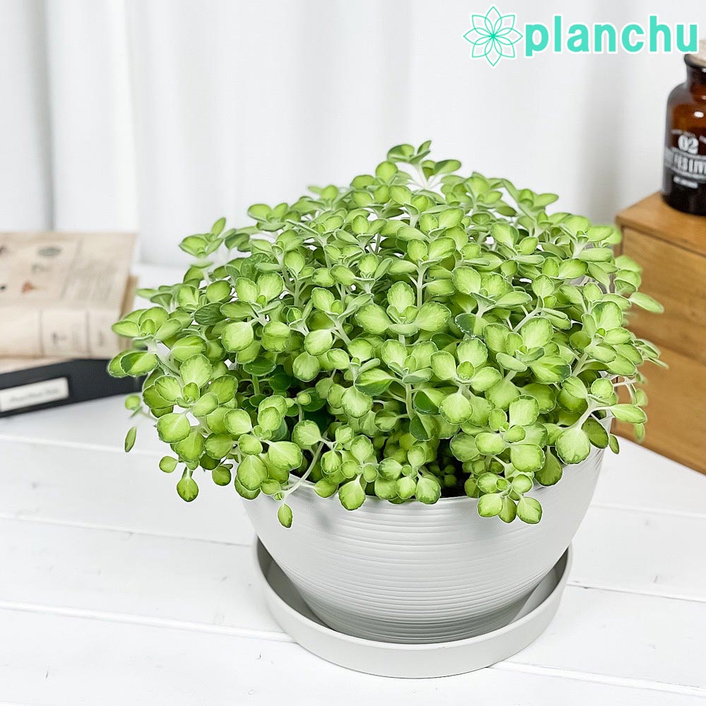 PLANCHU 観葉植物 アロマティカス ライムシャワー 8号平鉢 受け皿付き