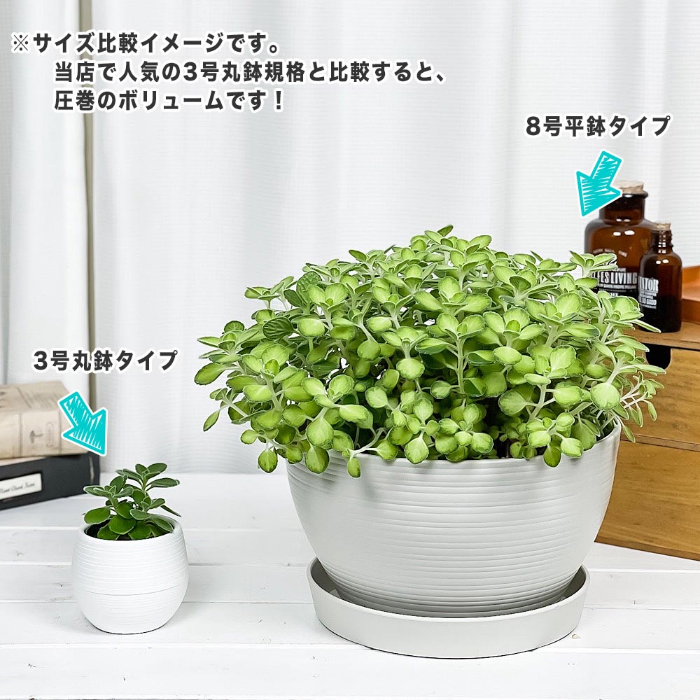 PLANCHU 観葉植物 アロマティカス ライムシャワー 8号平鉢 受け皿付き 育て方説明書付き Plectranthus hadiensis 斑入り プレクトランサス ハーブ苗 虫除け植物