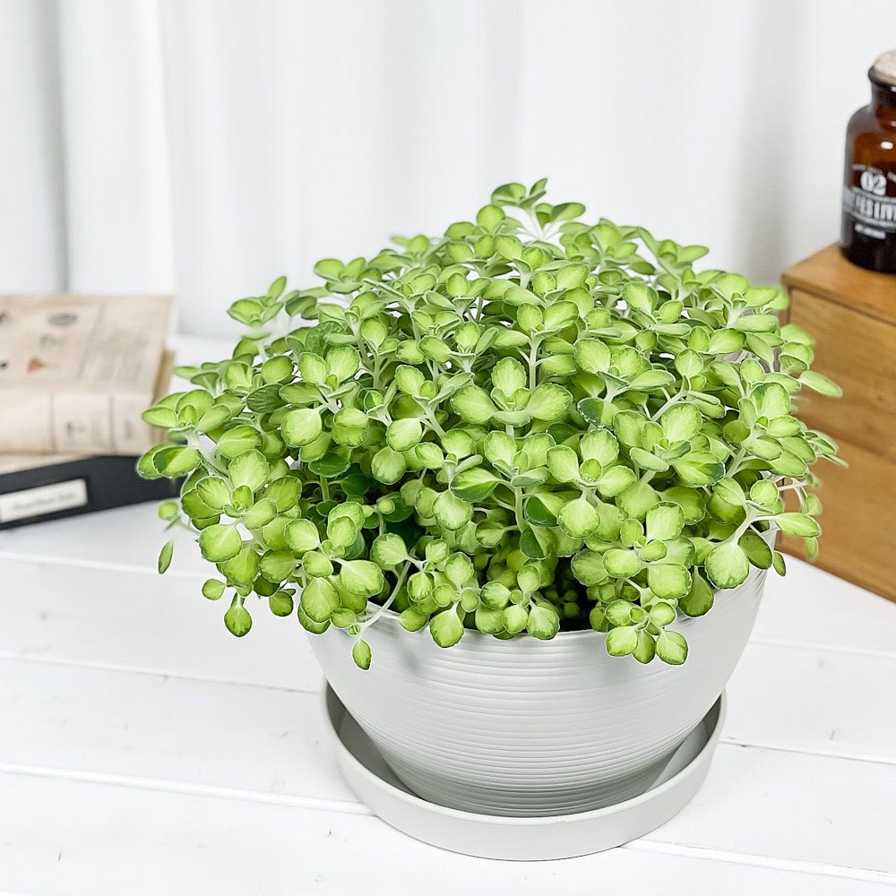 PLANCHU 観葉植物 アロマティカス ライムシャワー 8号平鉢 受け皿付き 育て方説明書付き Plectranthus hadiensis 斑入り プレクトランサス ハーブ苗 虫除け植物