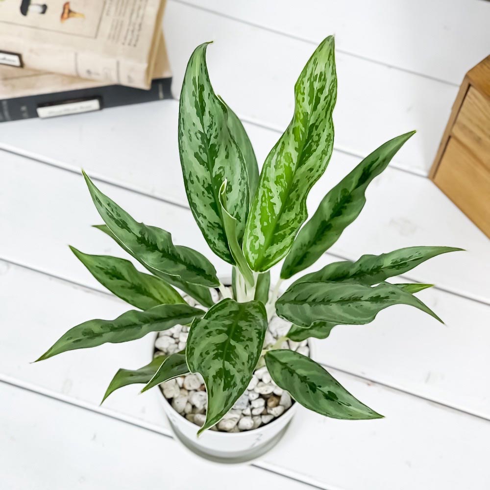 PLANCHU 観葉植物 アグラオネマ ゴースト 4号鉢 受け皿付き 育て方説明書付き Aglaonema ‘Ghost’ 幸せを招くタイの宝石 アロイド