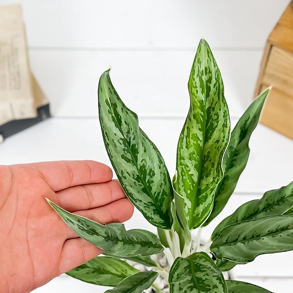 PLANCHU 観葉植物 アグラオネマ ゴースト 4号鉢 受け皿付き 育て方説明書付き Aglaonema ‘Ghost’ 幸せを招くタイの宝石 アロイド
