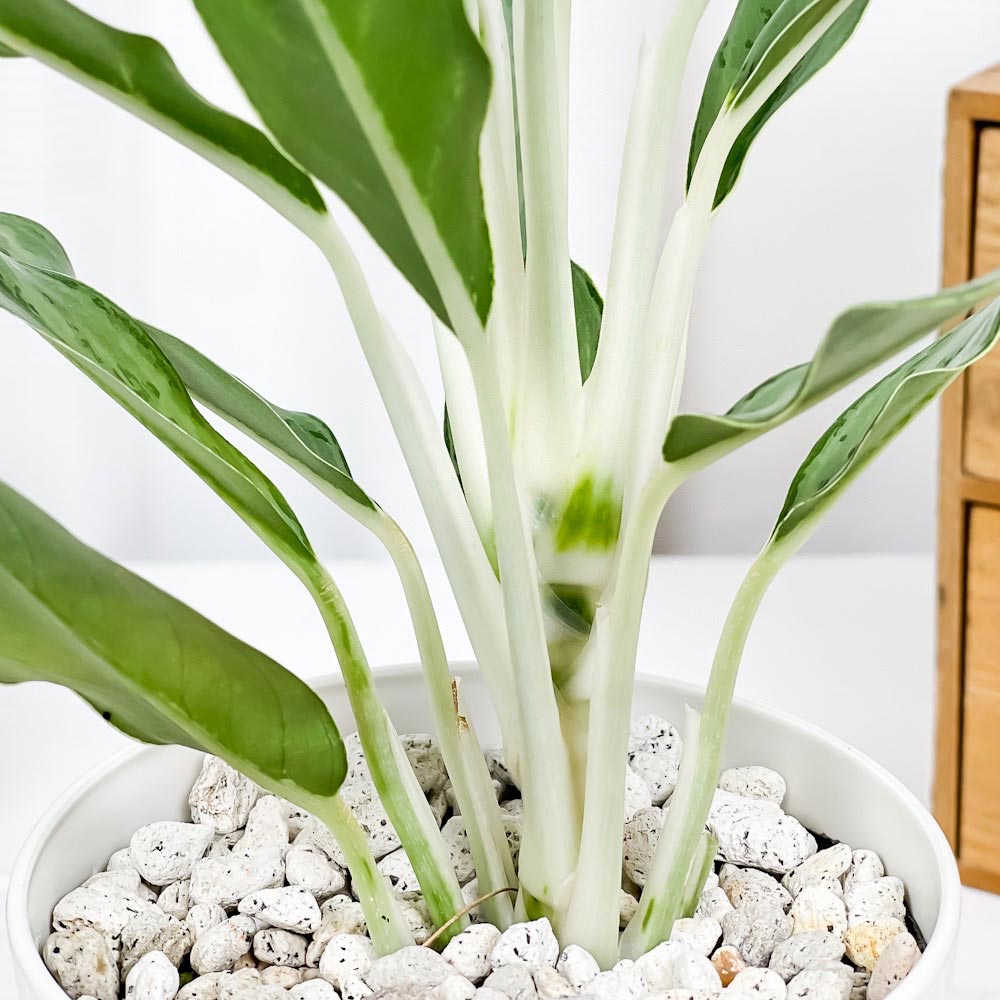 PLANCHU 観葉植物 アグラオネマ ゴースト 4号鉢 受け皿付き 育て方説明書付き Aglaonema ‘Ghost’ 幸せを招くタイの宝石 アロイド