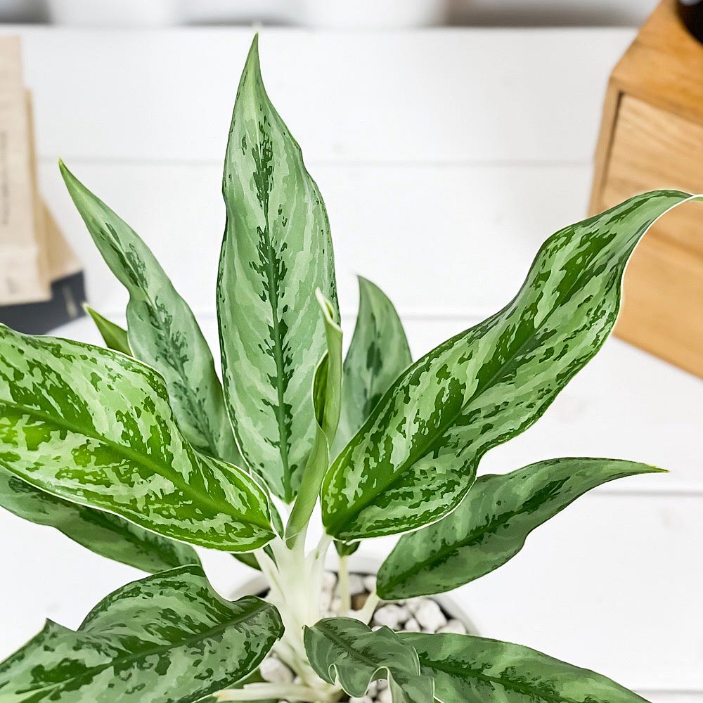 PLANCHU 観葉植物 アグラオネマ ゴースト 4号鉢 受け皿付き 育て方説明書付き Aglaonema ‘Ghost’ 幸せを招くタイの宝石 アロイド