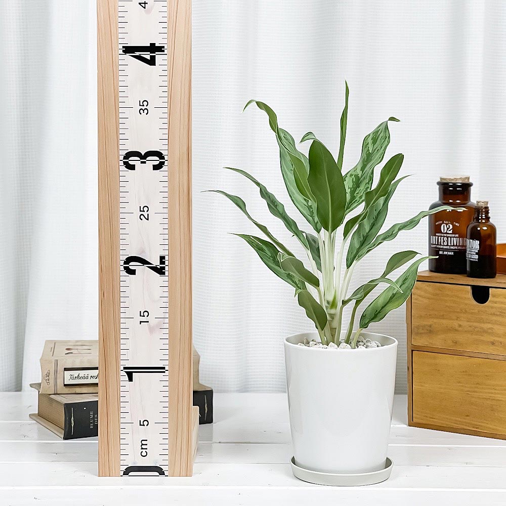 PLANCHU 観葉植物 アグラオネマ ゴースト 4号鉢 受け皿付き 育て方説明書付き Aglaonema ‘Ghost’ 幸せを招くタイの宝石 アロイド