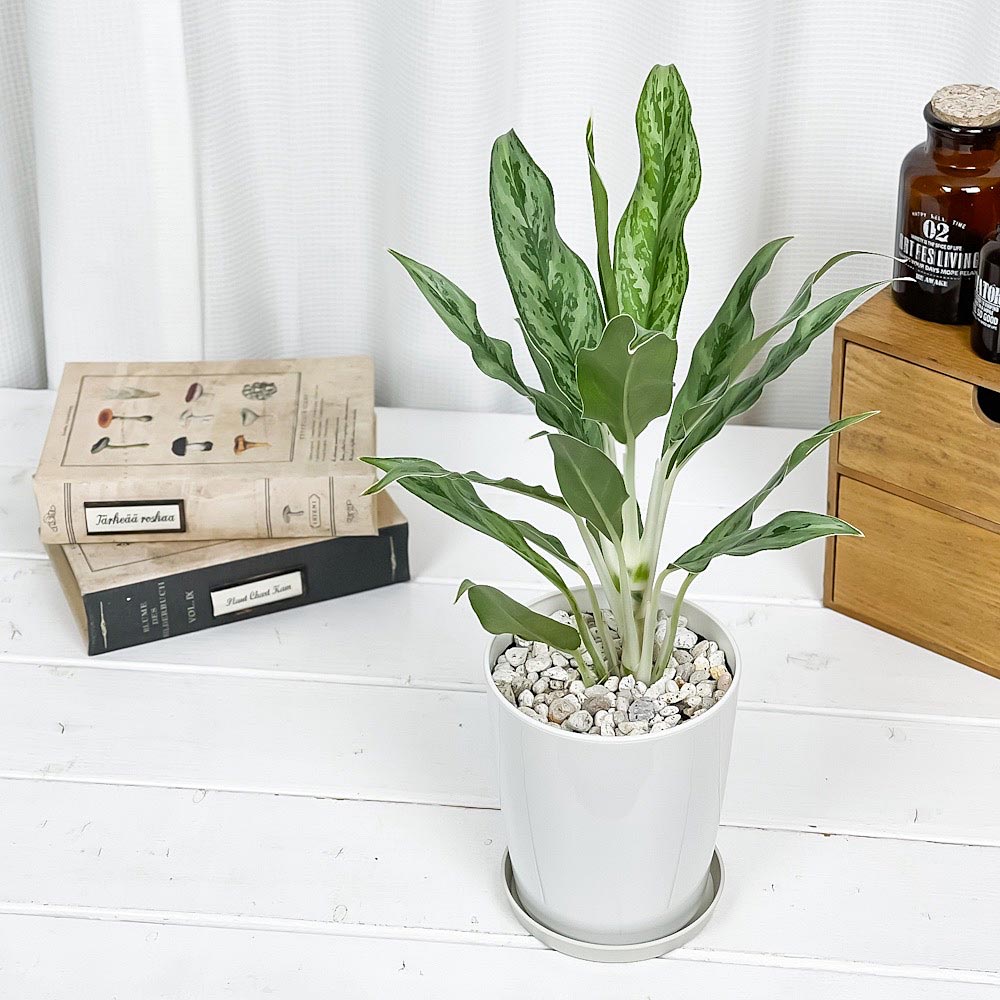 PLANCHU 観葉植物 アグラオネマ ゴースト 4号鉢 受け皿付き 育て方説明書付き Aglaonema ‘Ghost’ 幸せを招くタイの宝石 アロイド