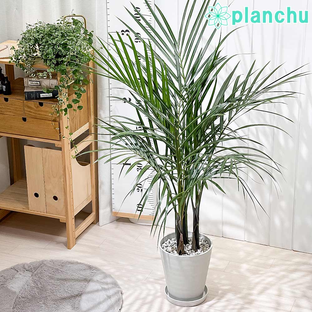 トックリヤシモドキ 2m以上 観葉植物 配送不可 引取限定 PLANCHU 観葉植物 トックリヤシモドキ 7号鉢 受け皿付き 育て方説明書