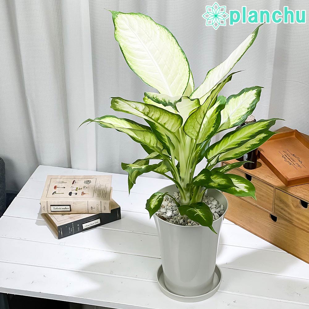PLANCHU 観葉植物 ディフェンバキア ホワイトカミーラ 6号鉢 受け皿
