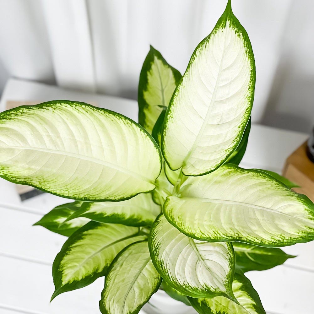 PLANCHU 観葉植物 ディフェンバキア ホワイトカミーラ 6号鉢 受け皿付き 育て方説明書付き Dieffenbachia ‘White Camille’ アロイド