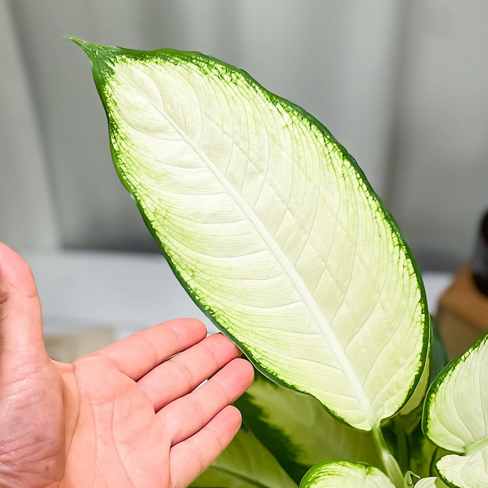 PLANCHU 観葉植物 ディフェンバキア ホワイトカミーラ 6号鉢 受け皿付き 育て方説明書付き Dieffenbachia ‘White Camille’ アロイド