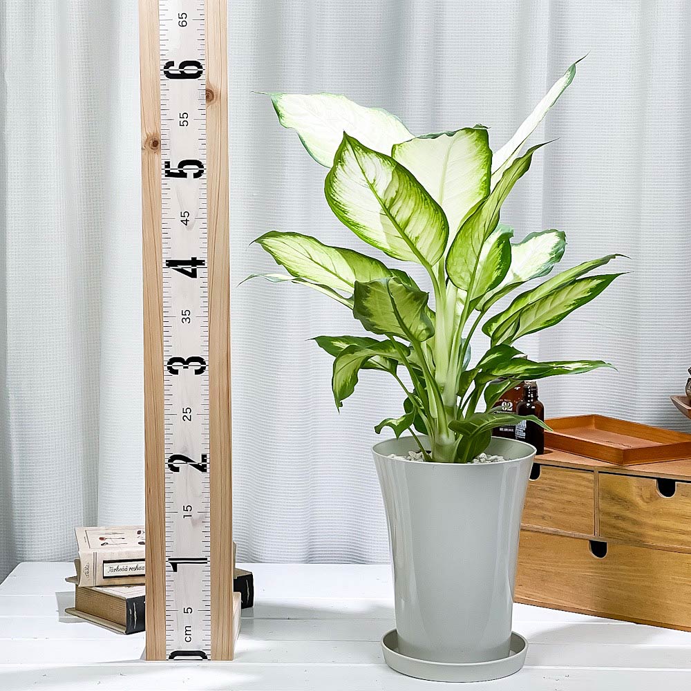 PLANCHU 観葉植物 ディフェンバキア ホワイトカミーラ 6号鉢 受け皿付き 育て方説明書付き Dieffenbachia ‘White Camille’ アロイド