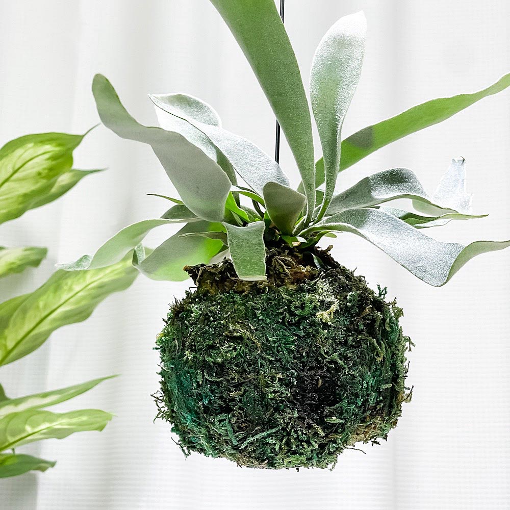 PLANCHU 観葉植物 苔玉 ビカクシダ ヴィーチー 1個 育て方説明書付き Platycerium veitchii ビーチー ベイチー プラティケリウム コウモリラン シダ コケダマ