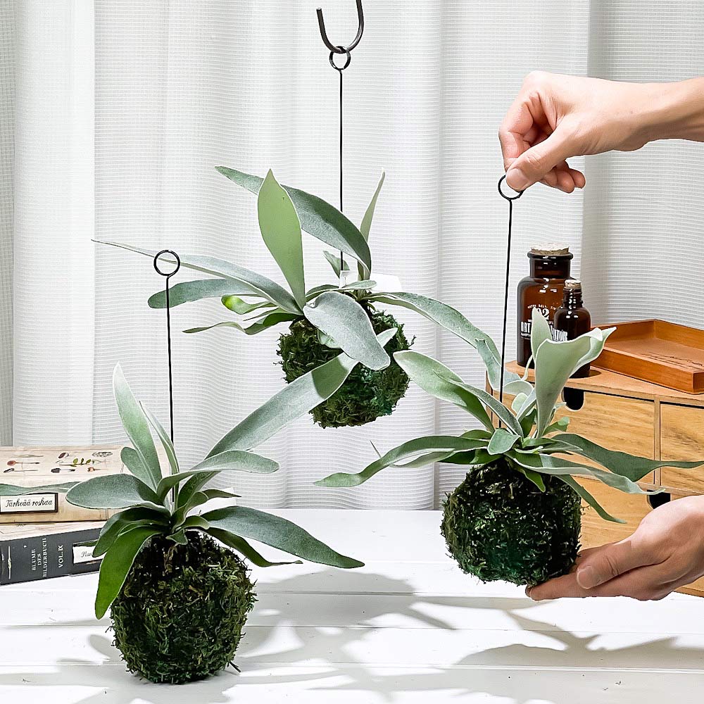 PLANCHU 観葉植物 苔玉 ビカクシダ ヴィーチー 1個 育て方説明書付き Platycerium veitchii ビーチー ベイチー プラティケリウム コウモリラン シダ コケダマ