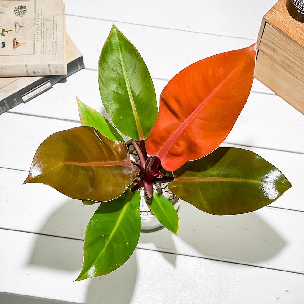 PLANCHU 観葉植物 フィロデンドロン プリンスオブオレンジ 4号鉢 受け皿付き 育て方説明書付き Philodendron ‘Prince Of Orange’ アロイド