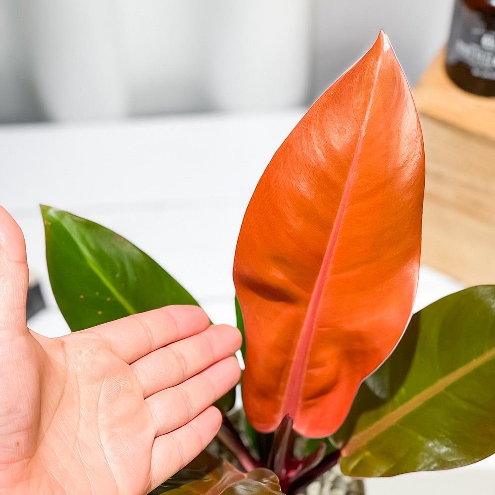PLANCHU 観葉植物 フィロデンドロン プリンスオブオレンジ 4号鉢 受け皿付き 育て方説明書付き Philodendron ‘Prince Of Orange’ アロイド