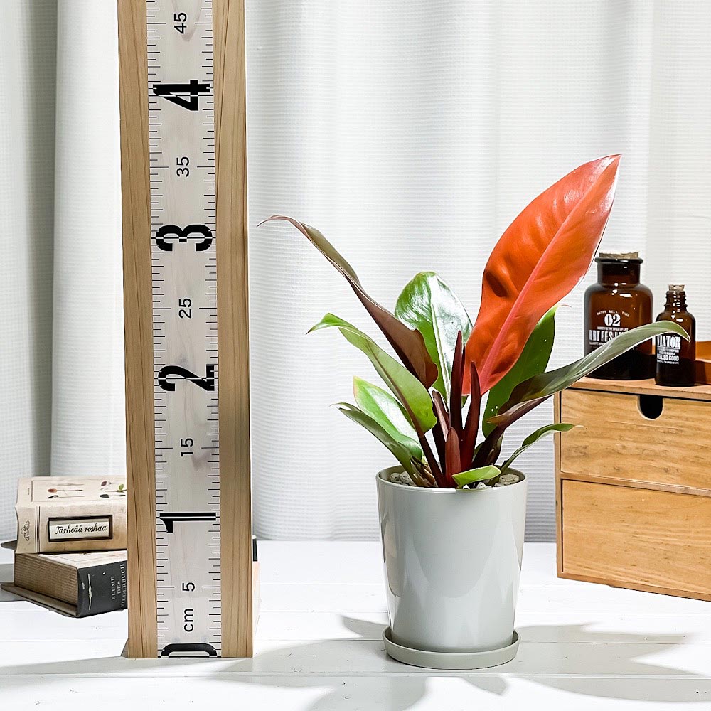 PLANCHU 観葉植物 フィロデンドロン プリンスオブオレンジ 4号鉢 受け皿付き 育て方説明書付き Philodendron ‘Prince Of Orange’ アロイド