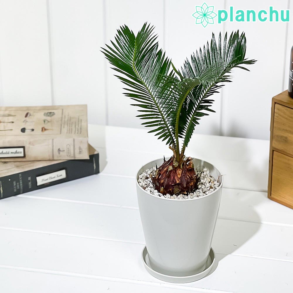 PLANCHU 観葉植物 ソテツ 4号鉢 受け皿付き 育て方説明書付き Cycas