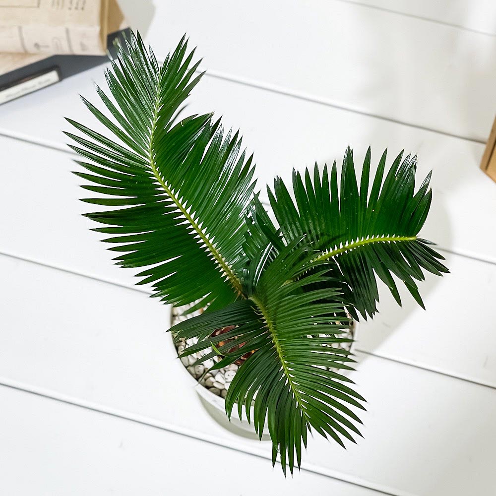 PLANCHU 観葉植物 ソテツ 4号鉢 受け皿付き 育て方説明書付き Cycas revoluta 蘇鉄 生きた化石