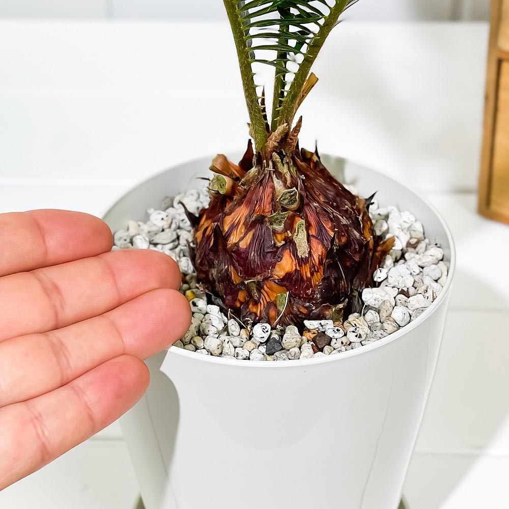 PLANCHU 観葉植物 ソテツ 4号鉢 受け皿付き 育て方説明書付き Cycas revoluta 蘇鉄 生きた化石