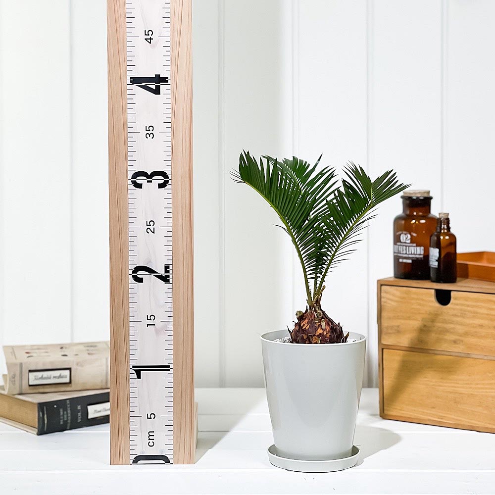 PLANCHU 観葉植物 ソテツ 4号鉢 受け皿付き 育て方説明書付き Cycas revoluta 蘇鉄 生きた化石